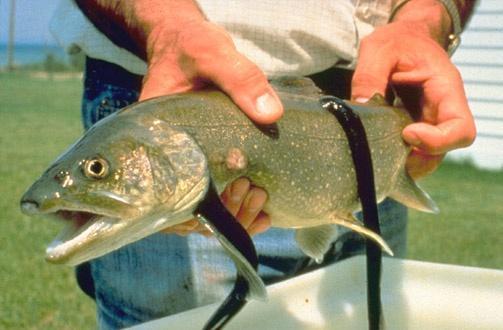 Great Lakes 1950 s - Collapse of lake trout population 1960 s