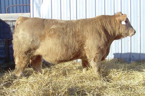 Hybrid Bulls & Commercial Heifers 55 B477 55 BD % 3/25/14 75/25 COMPOSITE BW WW YW ADG WDA 90 681 1306 3.91 3.