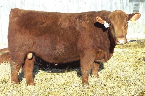 Red Angus Bulls 18 DK PACKER B846 MESSMER PACKER S008 DK PACKER POWER Y224 DK MISS LARAMIE V7224 DK MISS EXTRA U446 MISS BHR HIGH CAPACITY 446 Lot 15 Pre-sale video and live auction on Remember to: