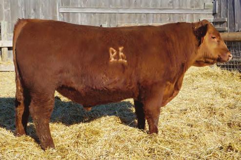 Lot 9 Red Fine Line Mulberry 26P Maternal Great Grandsire Lot 11 12 DK STATEMENT C63 2/25/15 1A 100% 3473563 88 709 1145 2.71 2.94 2 101.