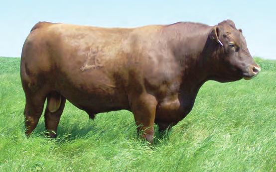 His calves have tremendous growth with excellent maternal potential. We are excited to see his daughters down the road. DKK Grand Duke 351 H DKK GRAND DUKE 351 2/4/13 1A 100% 1604798 87 800 1342 3.