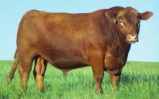 His daughters have been outstanding producers. K HLH PERFECT VISION 0238 2020 2/5/12 1A 100% 1520883 BW WW YW ADG WDA Age Dam s Dam s MPPA 69 607 1261 4.08 3.14 2 101.