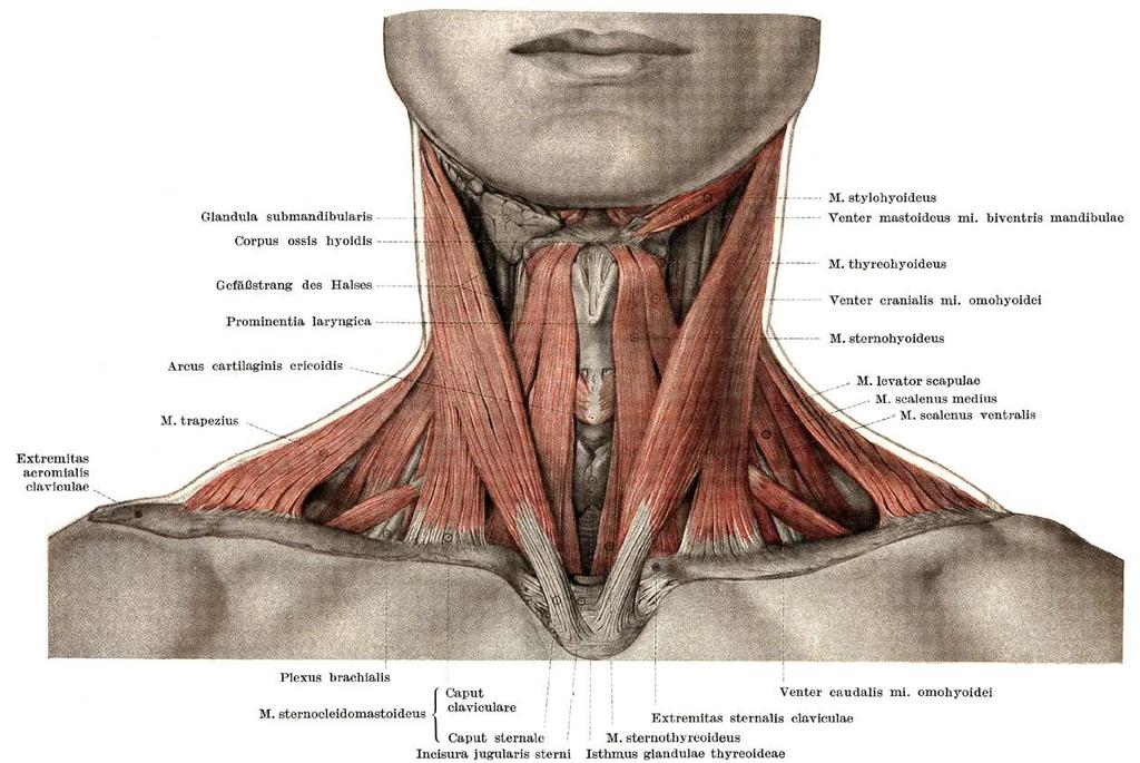 Anatomy Superficial neck muscles Superficial neck muscles:
