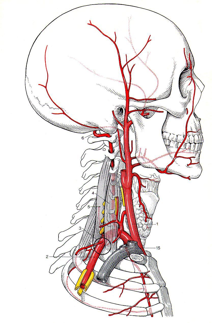 Anatomy Excessive muscle tension Increased tension results in: reduced space between