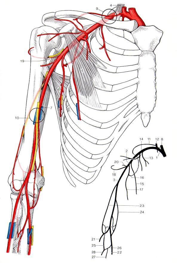 Model II bloodflow in arms and hands Compression of arteries, veins and