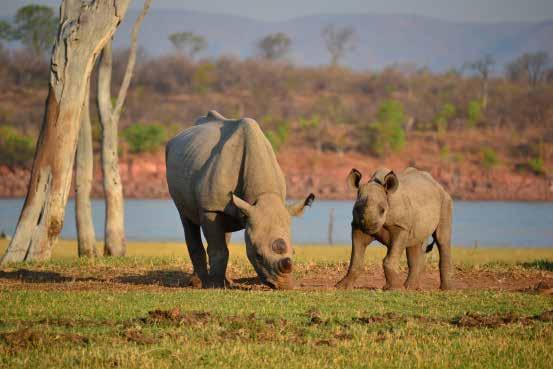 5.1 THE BLACK RHINO There are four recognised subspecies of Black Rhino: Eastern Black Rhino Diceros bicornis michaeli: Distribution range is Kenya, Tanzania, Rwanda and an out of range population in