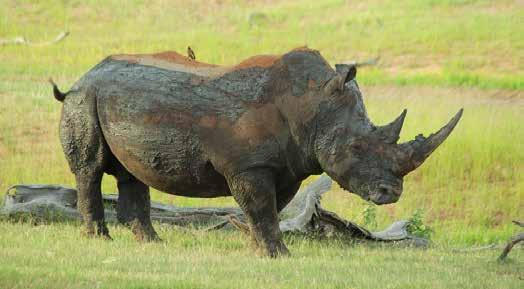 hunting rhino by means of bow and arrow; and hunting a rhino which was born in captivity and which was released on the property unless the landowner provides an affidavit or other written proof