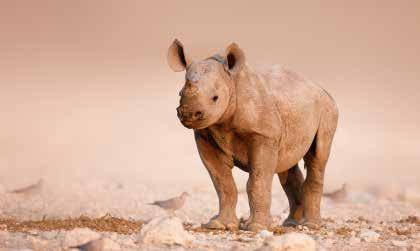 6.5 CONVENTION ON INTERNATIONAL TRADE IN ENDANGERED SPECIES OF WILD FAUNA AND FLORA (CITES) AND RHINO South Africa is a signatory to the Convention on International Trade in Endangered Species of