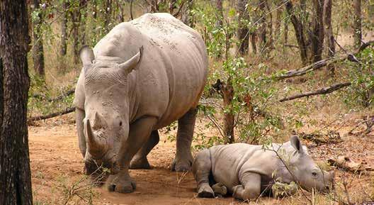 Ensuring that the whole rhino population is DNA-profiled in order to assist enforcement agencies to link suspects after poaching incidents have happened.