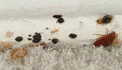 Are there Bed Bugs in My Home? Bed bugs are hard to find!