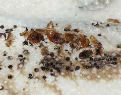 bloodstains on mattress bnbsmustgo Before you find a bed bug, you might