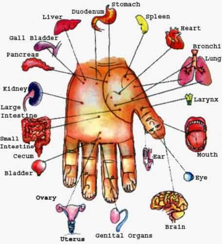 Sujok Acupressure In classical acupressure, acu points are found on the entire body at various locations from head to the toe. In the year 1987, Prof.