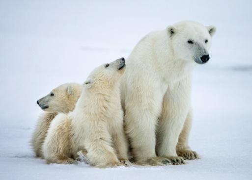 All About Polar Bears 630 1 Polar Bears are animals that are able to survive strong winters. They have oily thick fur that is able to absorb water. 2 Polar Bears live on sea ice in the cold Arctic.