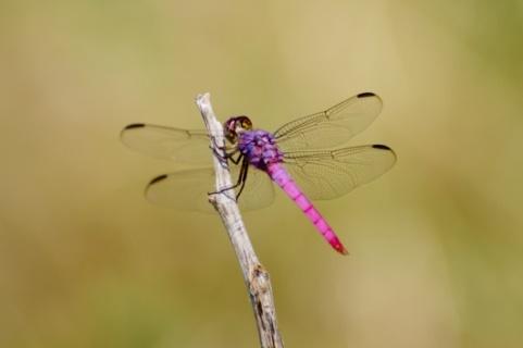 All About Dragonflies 580 5 Have you ever had a dragonfly land on your head? That is considered good luck! Dragonflies are beautiful insects. They have been on Earth for millions of years.