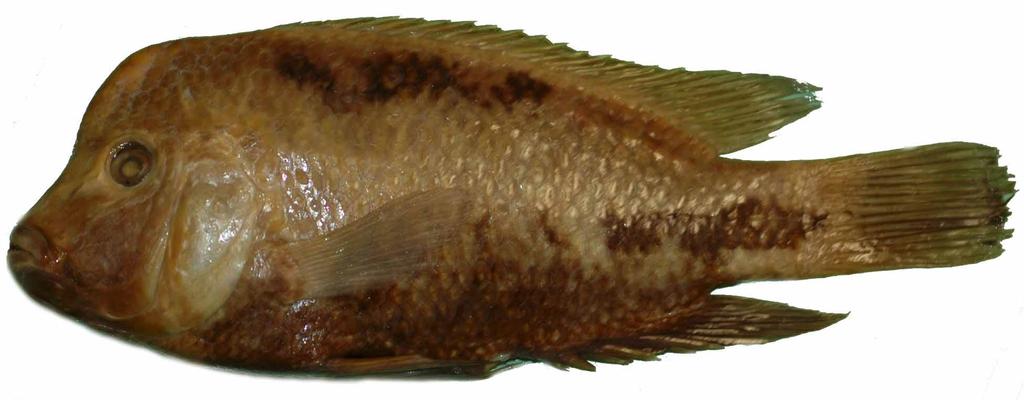 includes a series of large dark blotches. Paraneetroplus bulleri also possesses a prominent rounded snout (versus angular in P. melanurus) and a more elongate body.