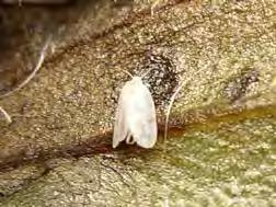 The insects like to be on the underside of leaves, often in clusters. Common species of whiteflies have a wide host range and can switch host plants.