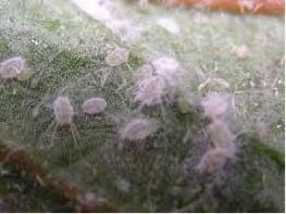 Some whiteflies cause plant distortion or foliage to turn silver in color. Whiteflies produce honeydew, a sticky substance secreted by some insects.