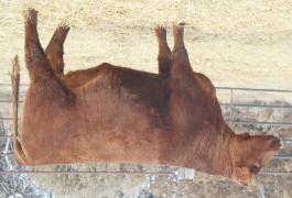 Red Angus Fall Calving Cows Baru Tilly 641 156 09-23-2016 REG: #3706059 BARu 641 157 99.