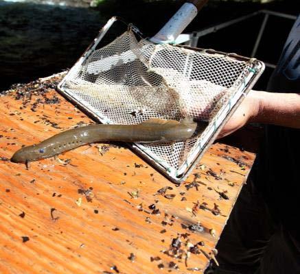 2013 Fish recolonization highlights First documented lamprey above Elwha dam First documented