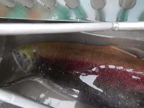 2013 Fish recolonization highlights First documented lamprey above Elwha dam.