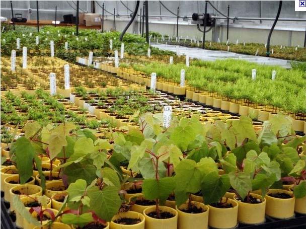 Revegetation Plan 7 year plan Plant 400,000 native plants Sow