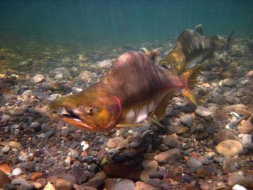 How will salmon populations change with the removal of the Elwha River dams?