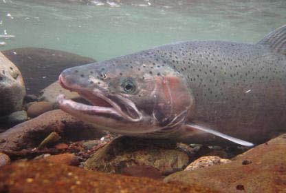 salmon Chinook salmon Coho salmon Life stage specific distribution & abundance Redd