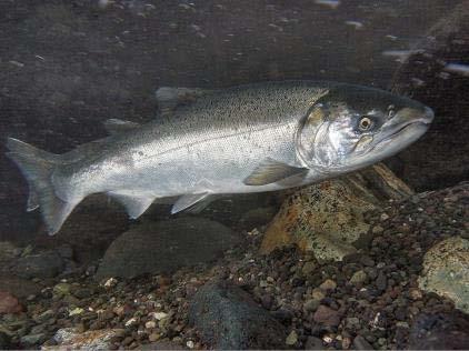 Relocation of adult coho salmon in the middle