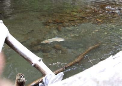 Natural colonization of adult steelhead in the middle Elwha Spring & summer of 2012 Natural