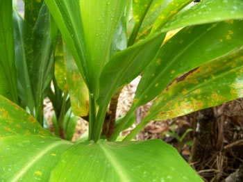 Prevent Coqui from Breeding Inspect all plants, plant