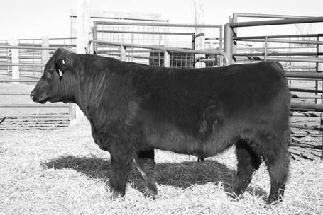92 +.042 +61.98 +115.68 +16.49 +131.53 DOB 1/24/2012 Tattoo 2177 Reg # 17302235 SC EPD +.64 Greeley progeny will add pounds of muscle, more length along with phenotype.