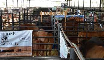 The inaugural Expo was a huge success with 22 breeders from around the country showcasing almost 60 top animals in four different categories: heifers; cows; young bulls; and bulls older than three