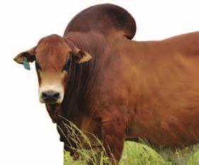 2015 at The Bull Ring On offer: A variety of top SP females from diverse and interesting genetics A limited