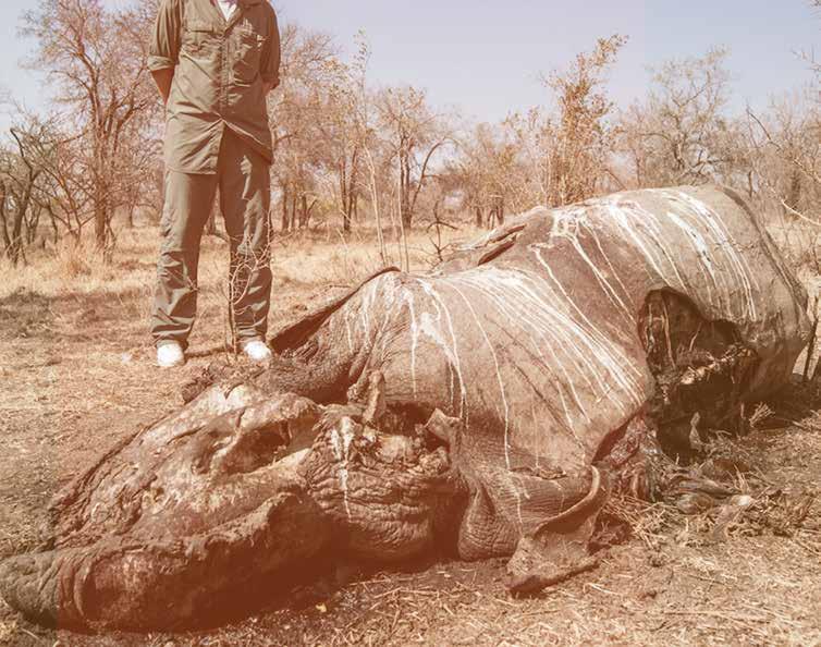 international trade ban to protect wild rhinos, the Chinese government banned the use of rhino horn in traditional Chinese medicine, removing rhino horn from the Chinese pharmacopoeia administered by