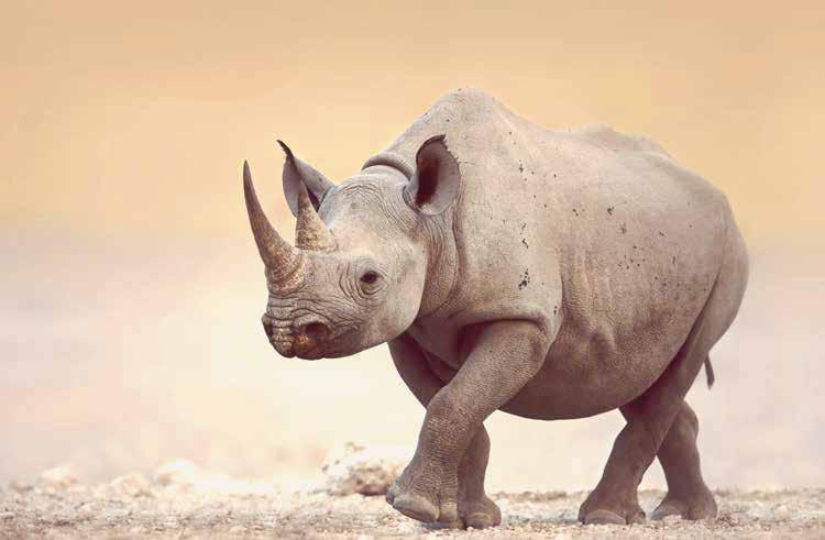 10 9 2. The understanding that rhino horn is composed of substances found in hair and fingernails increased by 258% between and from just 19% to 68% 5.