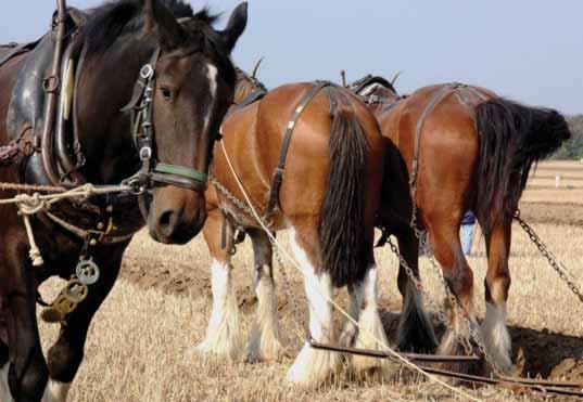 Welfare of Animals During Transport Advice for transporters of horses, ponies and other domestic equines A new EU Regulation for transporting animals applies from 5 January 2007.