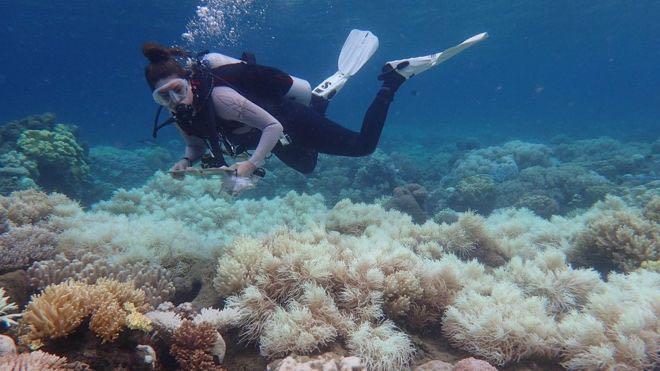 Great Barrier Reef: Two-thirds damaged in 'unprecedented' bleaching Image copyright ARC CENTRE OF EXCELLENCE FOR CORAL REEF STUDIES Image caption Bleaching occurs when warmer temperatures drive out