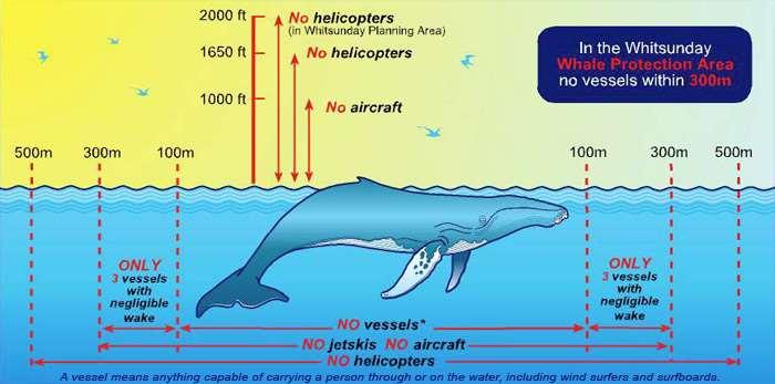 When boating around whales Be alert and watch out for whales at all times, particularly during whale migration season (May to September) Post a look out to keep an eye out for whales if they are