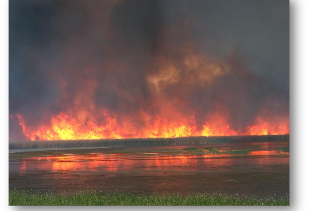CONTROLLED BURN OF CATTAILS AT CARSON LAKE Eastern Region Weed Management A total of $7,014 was expended on the purchase and application of herbicides at the Bruneau River and Franklin Lake WMAs in