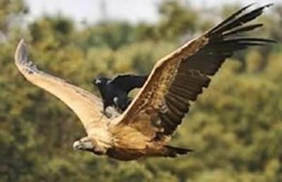 The crows do this because the eagles rob their nests when they find them. At any rate, the eagle banked hard right in one evasive maneuver, then landed in the field about 100 feet from the tractor.