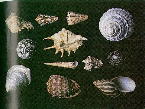 Class Gastropoda,