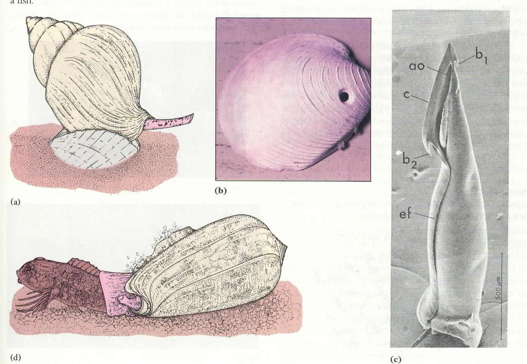 The majority of gastropods are herbivores, rasping off particles of algae.