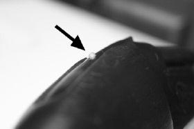 the trigger and outside of the trigger guard; and (3) control the direction of the muzzle of the shotgun.