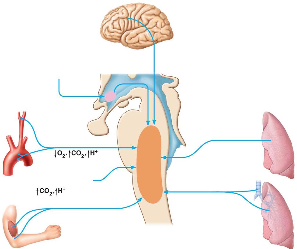 Figure 22.24 Neural and chemical influences on brain stem respiratory centers. Other receptors (e.g., pain) and emotional stimuli acting through the hypothalamus + Higher brain centers (cerebral