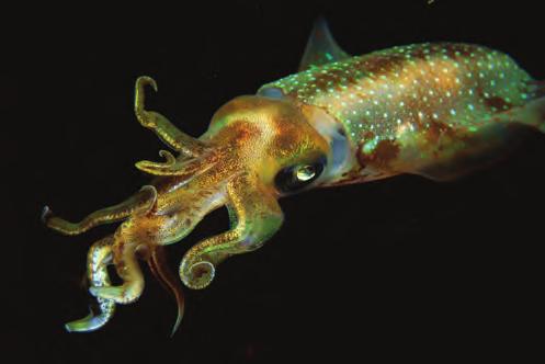 Squids are some of the largest invertebrates. Vertebrates are the animals we see around us every day. Every vertebrate has a backbone. The backbone protects the spinal cord that passes through it.