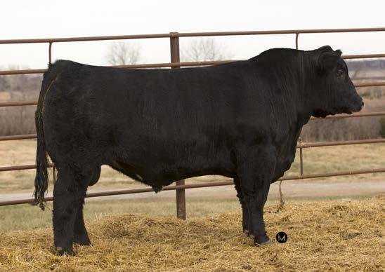9 Owned by: Diamond D Simmental A bull that ranks in the Top 15% for WWT, Top 10% for YWT and Top 20% for REA.
