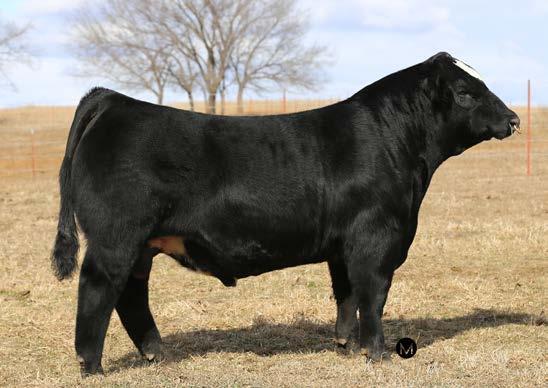 5 Owned by: Marple Farms Quite possibly the best Purebred bull we have raised to date.