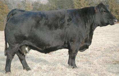 6 SFI Net Return s dam is absolutely picture perfect and when you mate her to a sire such as Profit you can only expect great things. This is a younger bull that will continue to get better with time.