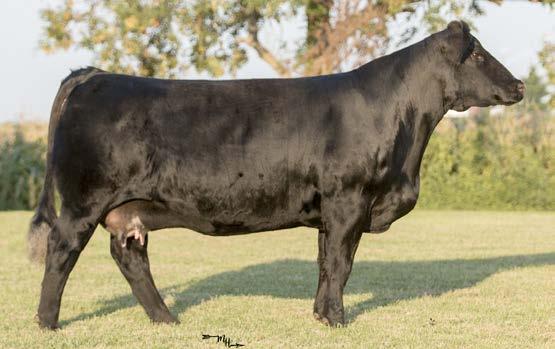 His EPDs are balanced, scan figures are great and phenotypically he can meet the needs for the most discriminating cowboy. This mating has been a huge success.