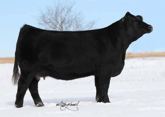 SFI Infatuation Y5 - Dam of Lots 4 & 57 SFI KSU Ms Bewitched - Dam of Lot 59 57 SFI Top Shelf D12 3185140 3/14/16 Tattoo: D12 Black/Polled Purebred SM HTP/SVF Duracell T52 SS/PRS High Voltage 244X